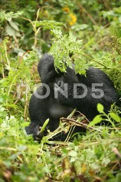 Wild Gorilla animal Rwanda Africa tropical Forest Stock Photos