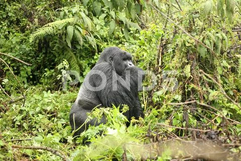Wild Gorilla animal Rwanda Africa tropical Forest Stock Photos