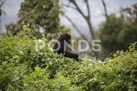Wild Gorilla animal Rwanda Africa tropical Forest Stock Photos