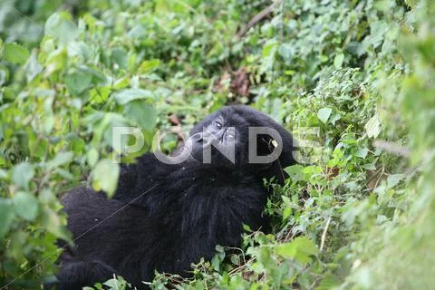 Wild Gorilla animal Rwanda Africa tropical Forest Stock Photos