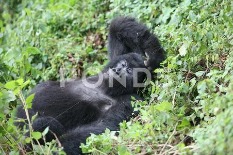 Wild Gorilla animal Rwanda Africa tropical Forest Stock Photos