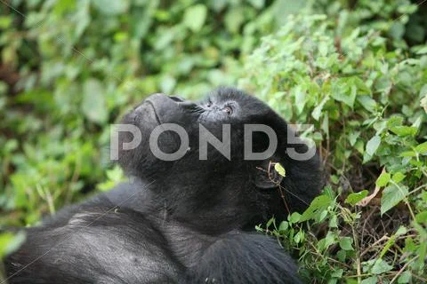 Wild Gorilla animal Rwanda Africa tropical Forest Stock Photos