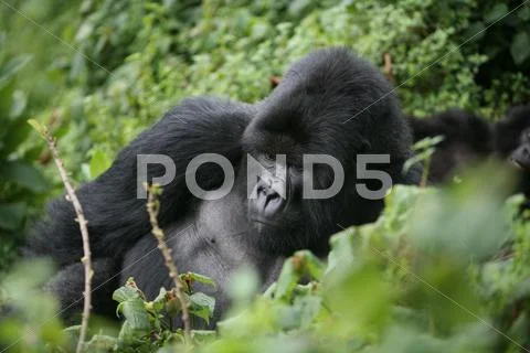 Wild Gorilla animal Rwanda Africa tropical Forest Stock Photos