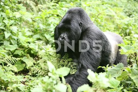 Wild Gorilla animal Rwanda Africa tropical Forest Stock Photos