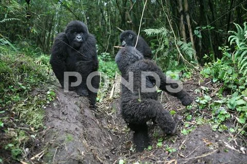 Wild Gorilla animal Rwanda Africa tropical Forest Stock Photos