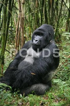 Wild Gorilla animal Rwanda Africa tropical Forest Stock Photos
