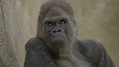 Wild gorilla deep in thought Stock Footage 234246491