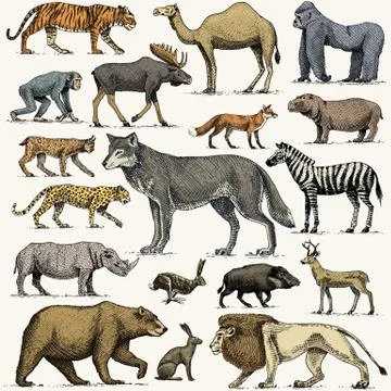 Wild gorilla, moose or eurasian elk, camel and deer, rhinoceros. hare, wolf and Stock Illustration