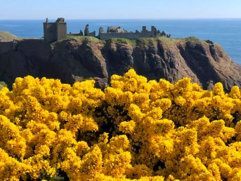 Wild gorse on the cliffs with Dunnottar Castle in the background 스톡 사진
