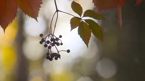 Wild grape branch behind the window Stock Footage 105446460