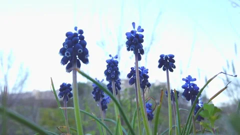 Wild Grape Hyacinths Blooming Under Bright Sky Vídeos de archivo 332241330