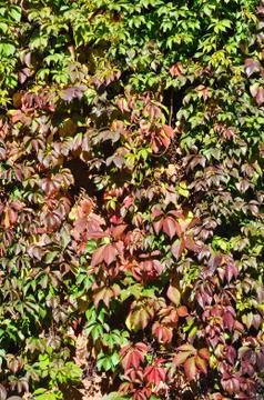 Wild grape leaves background Stock Photos