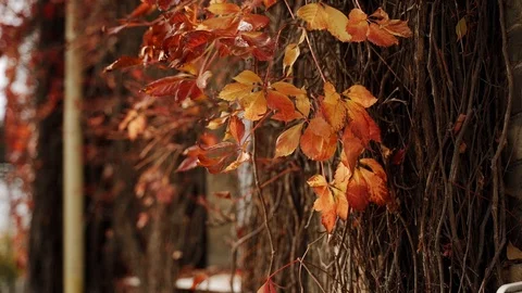 Wild grape leaves on the building. close up. Slow motion Stock Footage 129847742