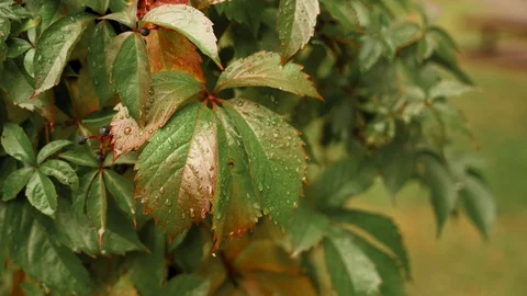 Wild grape leaves in the forest. close up Stock Footage 129068194