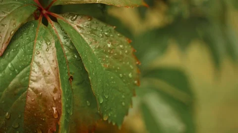 Wild grape leaves in the forest. close up Stock Footage 129068211