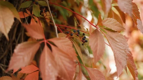 Wild grape leaves in the forest. close up Stock Footage 129068629