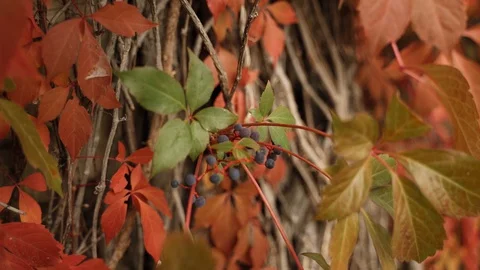 Wild grape leaves in the forest. close up Stock Footage 129068644