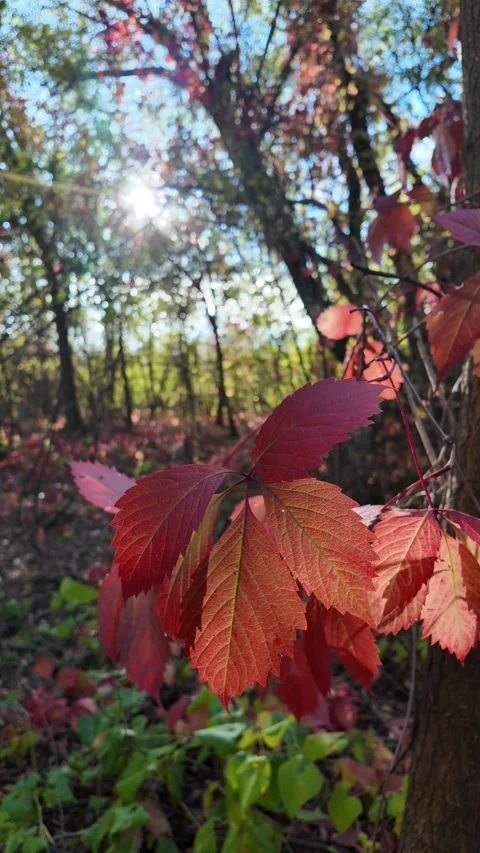 Wild grape leaves on the ground in autumn. Broken trees in the autumn fores.. Stock Footage 318467667