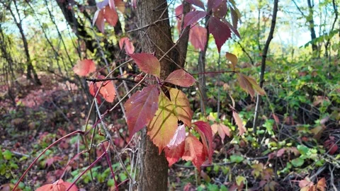 Wild grape leaves on the ground in autumn. Broken trees in the autumn fores.. Stock Footage 318467852