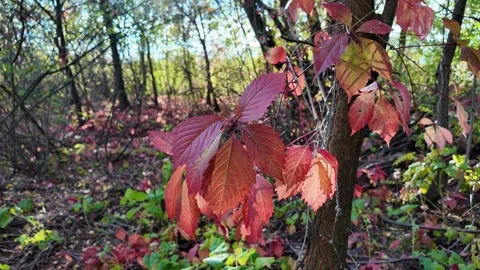 Wild grape leaves on the ground in autumn. Broken trees in the autumn fores.. Stock Footage 318468005