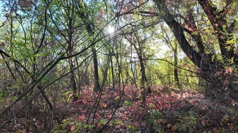 Wild grape leaves on the ground in autumn. Broken trees in the autumn fores.. Stock Footage 318468389
