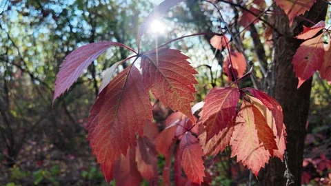 Wild grape leaves on the ground in autumn. Broken trees in the autumn fores.. Stock Footage 318468391