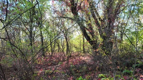 Wild grape leaves on the ground in autumn. Broken trees in the autumn fores.. Stock Footage 318468599