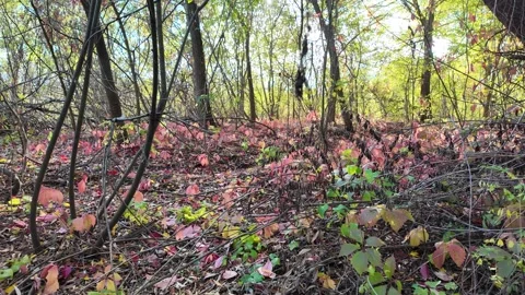 Wild grape leaves on the ground in autumn. Broken trees in the autumn fores.. Stock Footage 318468842