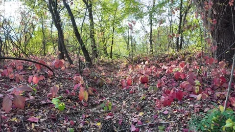 Wild grape leaves on the ground in autumn. Broken trees in the autumn fores.. Stock Footage 318468929