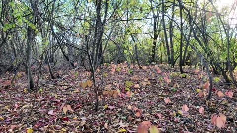 Wild grape leaves on the ground in autumn. Broken trees in the autumn fores.. Stock Footage 318469372