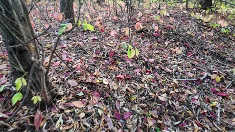 Wild grape leaves on the ground in autumn. Broken trees in the autumn fores.. Stock Footage 318469497
