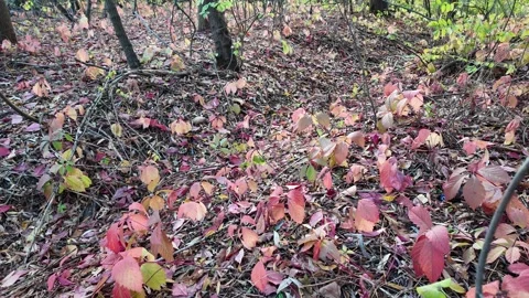 Wild grape leaves on the ground in autumn. Broken trees in the autumn fores.. Stock Footage 318469517