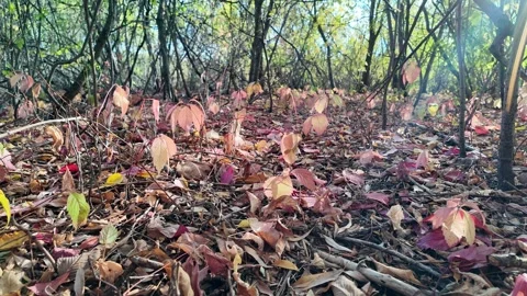 Wild grape leaves on the ground in autumn. Broken trees in the autumn fores.. Stock Footage 318470253