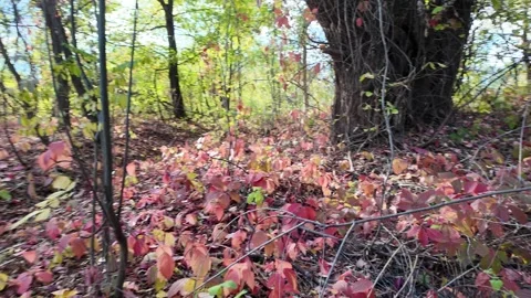 Wild grape leaves on the ground in autumn. Broken trees in the autumn fores.. Stock Footage 318470530