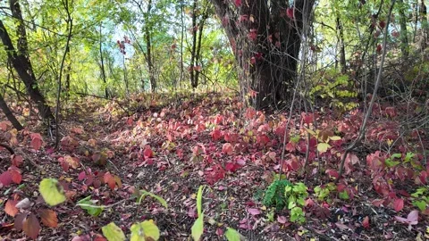Wild grape leaves on the ground in autumn. Broken trees in the autumn fores.. Stock Footage 318470545