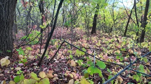 Wild grape leaves on the ground in autumn. Broken trees in the autumn fores.. Stock Footage 318470877