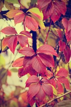 Wild grape leaves Photos