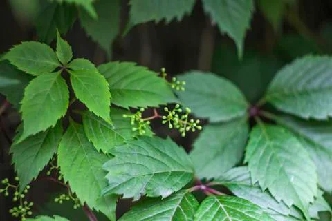 Wild grape leaves Stock Photos