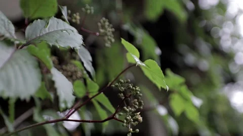 Wild grape leaves in the rain Stock Footage 146636378