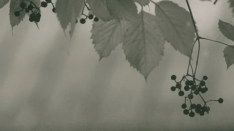 Wild grape in monochromatic tones Stock Footage 105446480