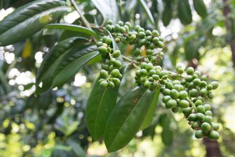 Wild grape Stock Photos