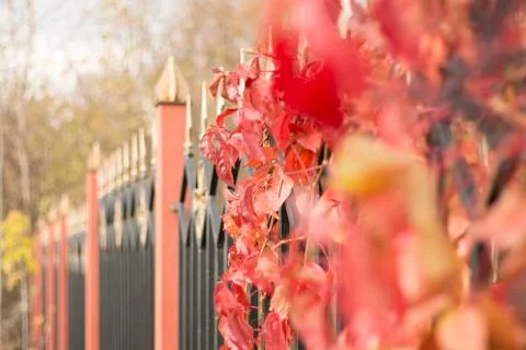 Wild grape Stock Photos