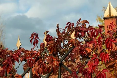 Wild grape Stock Photos