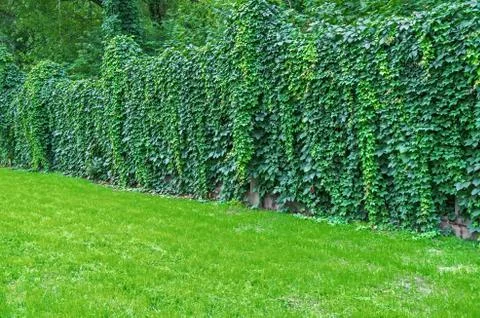 Wild grape thickets Stock Photos