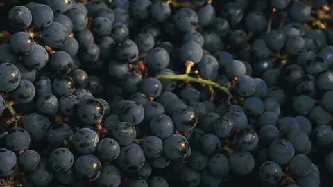 Wild grape tree shadow autumn garden hd footage Video stock 95279457