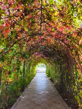 Wild grape tunnel. Stock Photos