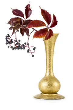 Wild grape in vase Stock Photos