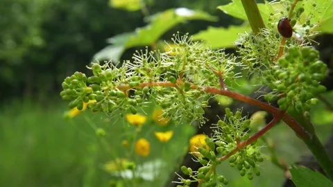 Wild grape vine blossoms with ladybug in summer garden. Close up Stock Footage 336487765