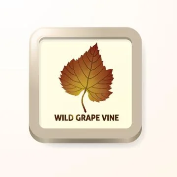 Wild grape vine leaf イラスト素材