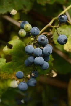Wild Grape Vine Stock Photos